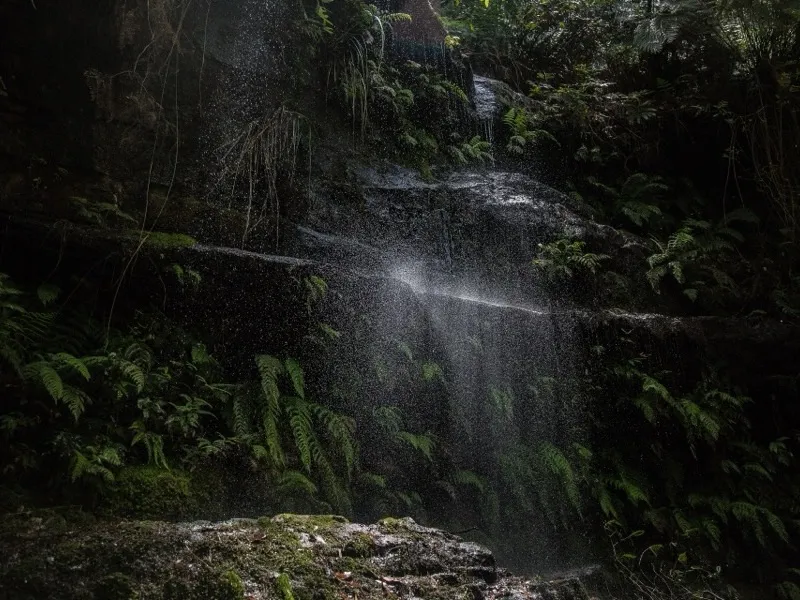Sendero de selva húmeda con helechos y una pequeña catarata